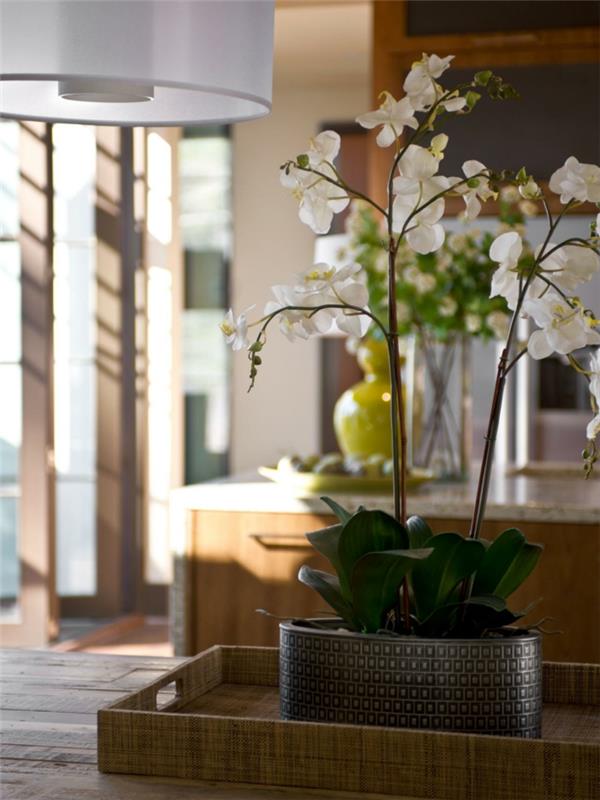 pomysły na dekoracje kwiatowe orchidea rośliny domowe