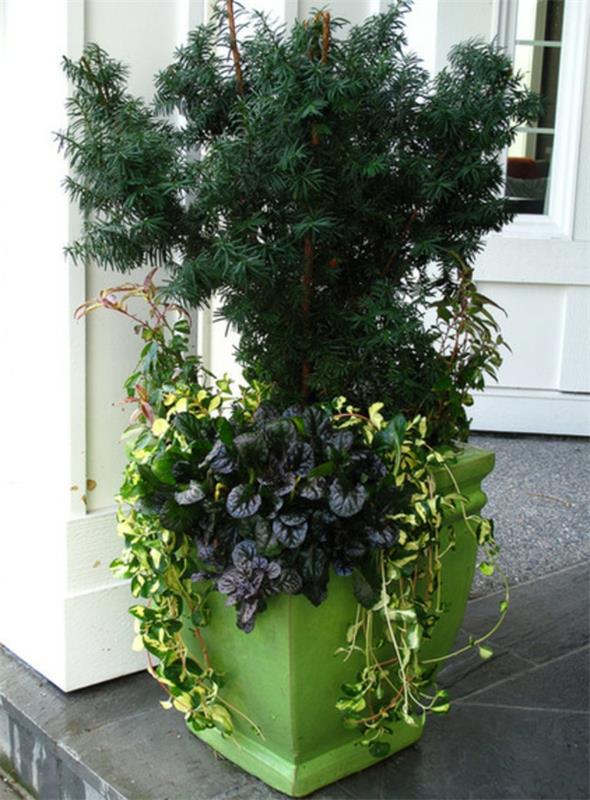 pot de fleurs plantes d'intérieur plantes de jardin günsel blue