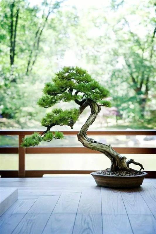 drzewo bonsai pielęgnacja bonsai projekt ogrodu