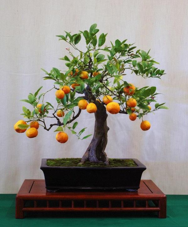 drzewo bonsai projekt ogrodu piękne pomysły dekoracyjne