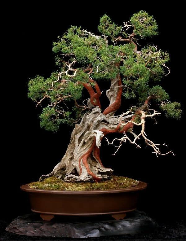 drzewo bonsai rośliny ogrodowe projektowanie ogrodu