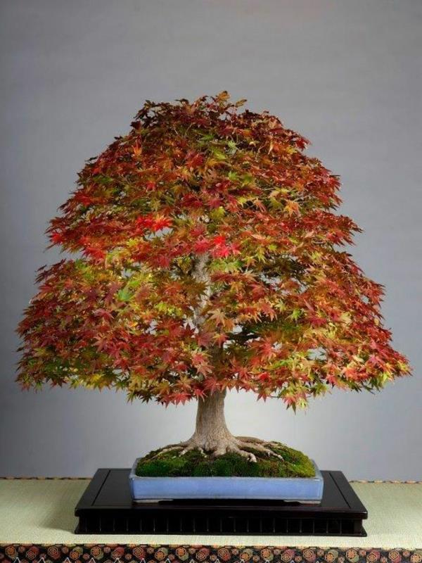 drzewo bonsai jesień piękne pomysły na dekorację