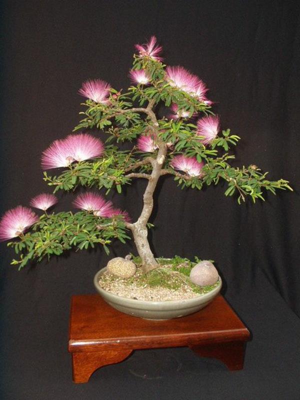 drzewo bonsai piękne kwiaty projektowanie ogrodu