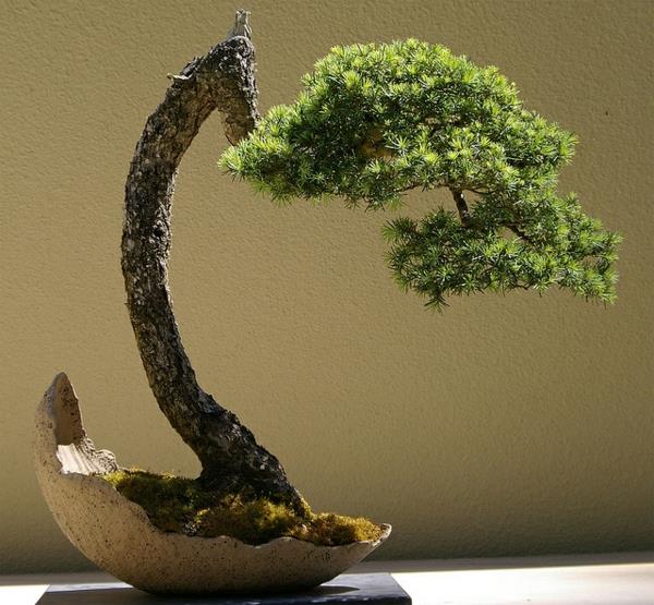 roślina bonsai niezwykłe rośliny ogrodowe