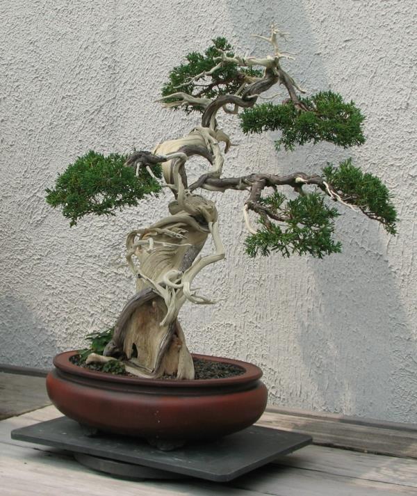 bonsai rośliny do projektowania ogrodu