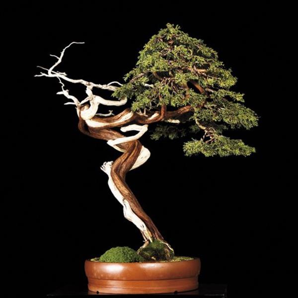 bonsai roślina rośliny ogrodowe deco