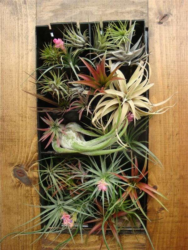 bromeliad do wnętrz tworzy piękny egzotyczny wygląd