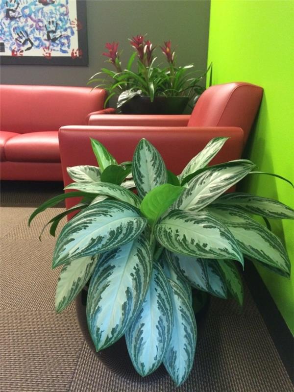 bromeliad w salonie sprawia, że ​​atmosfera jest świeższa