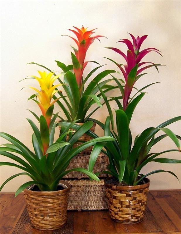 bromeliad sprawia, że ​​każdy dom jest piękniejszy