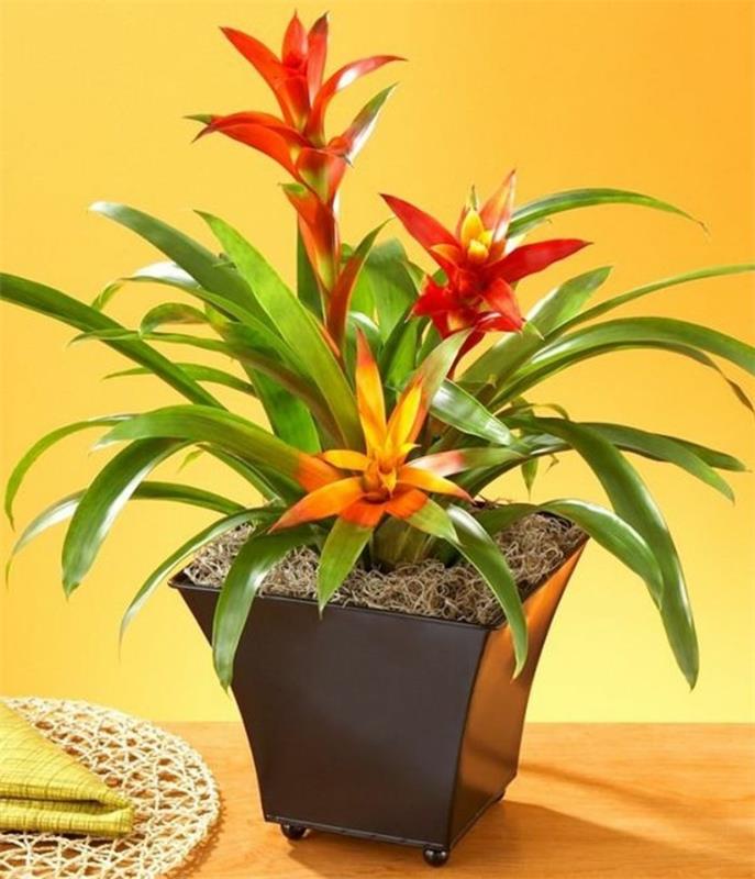 bromeliada z wieloma kwiatami