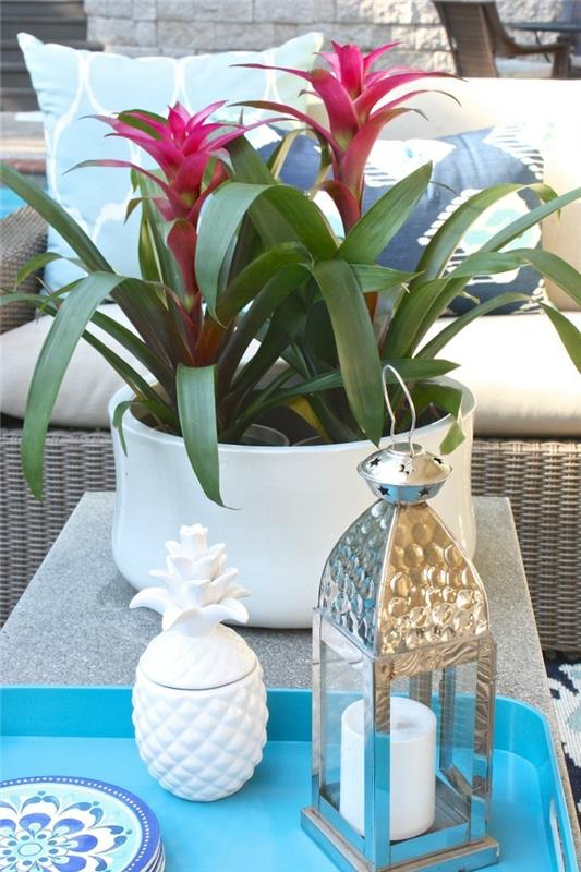 wskazówki bromeliad do podlewania i nawożenia