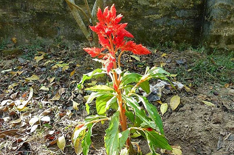 Celosia - Krankheiten und Schädlinge