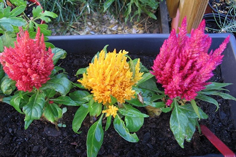 Wie man Celosia transplantiert