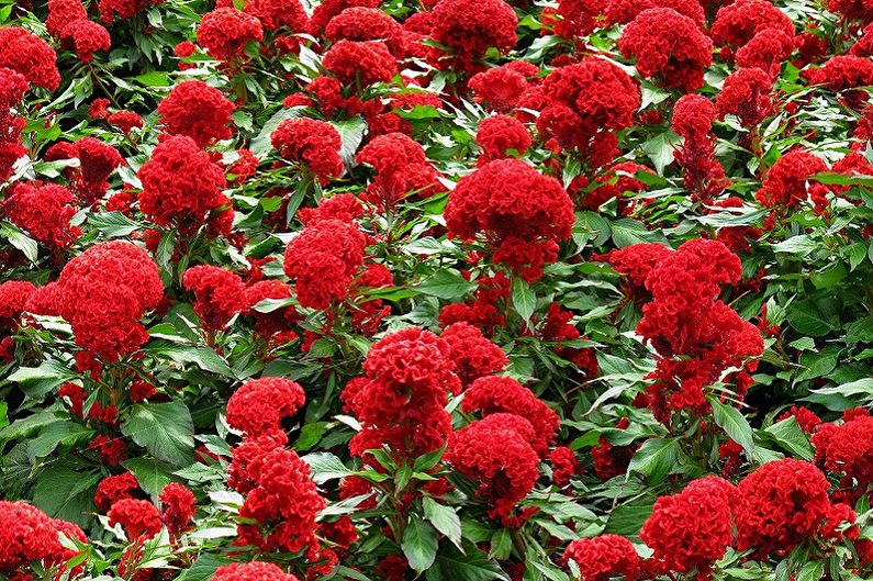 Hřeben Celosia