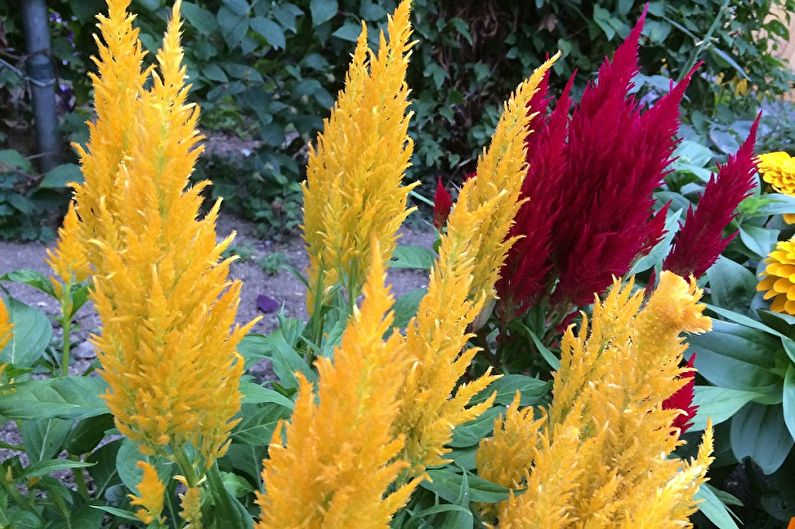 Celosia - fotografie