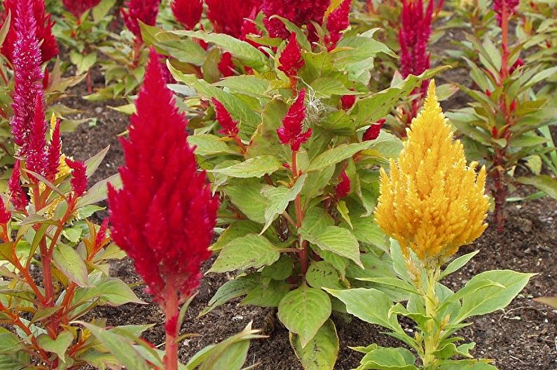 Celosia - fotografie