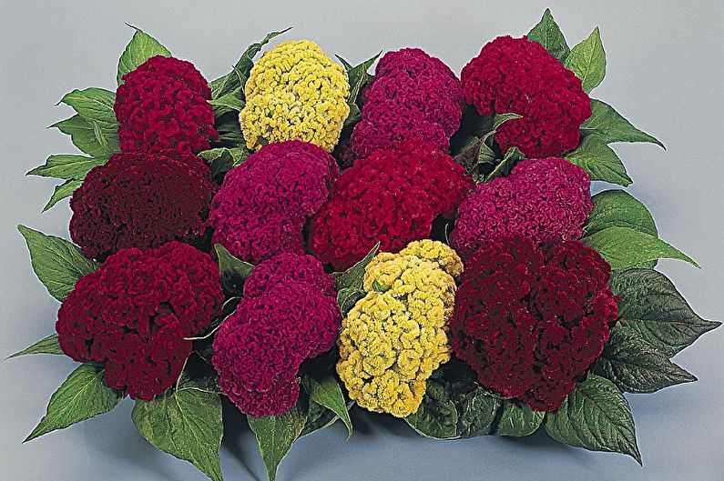 Celosia - fotografie
