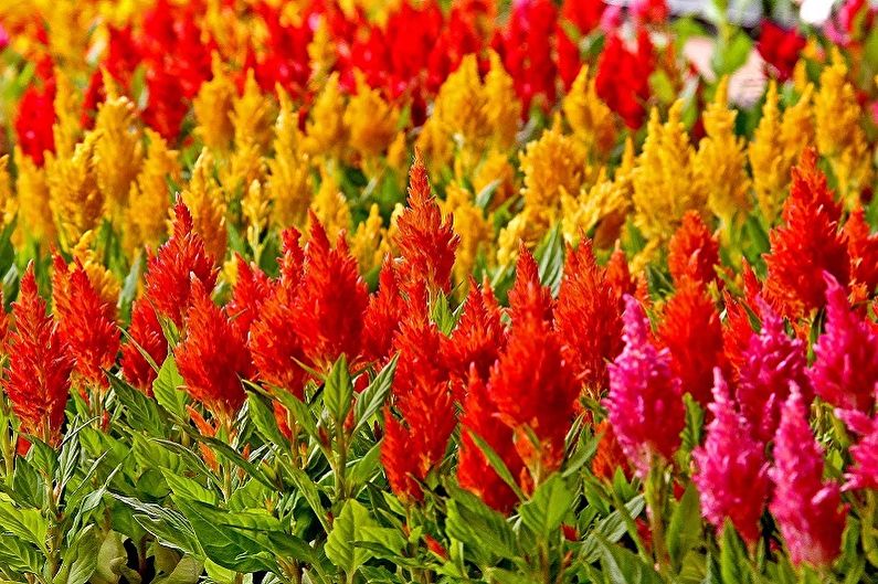 Celosia Cirrus