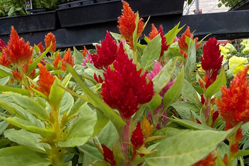 Celosia - fotografie
