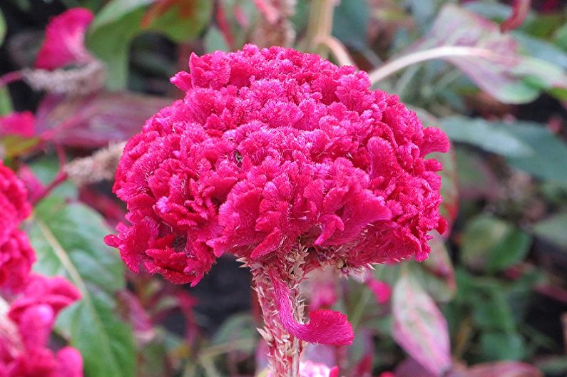 Celosia - fotografie