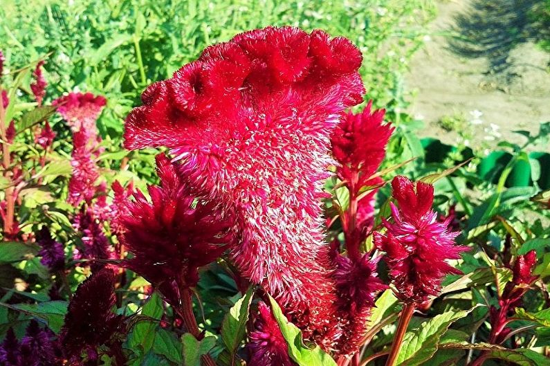 Celosia - fotografie