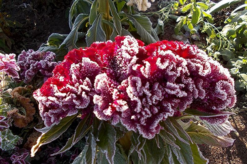 Celosia - Foto