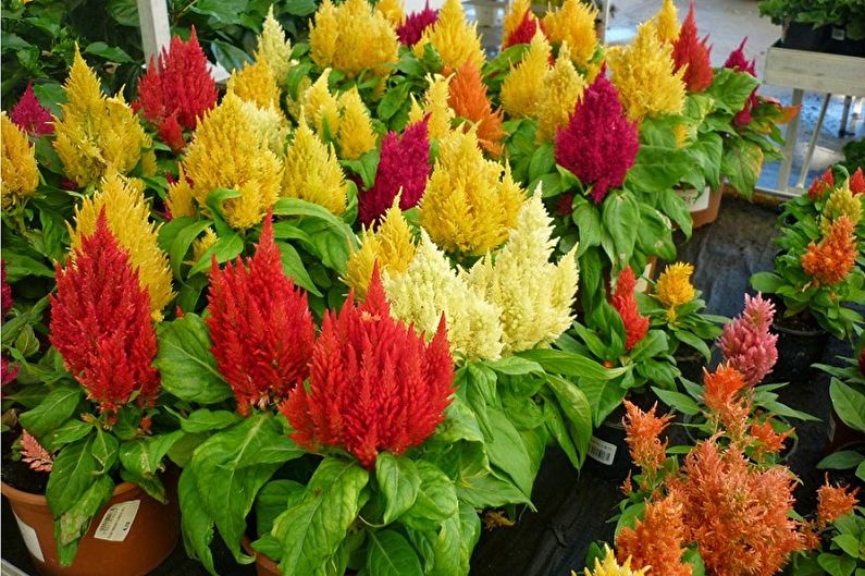 Celosia - Foto