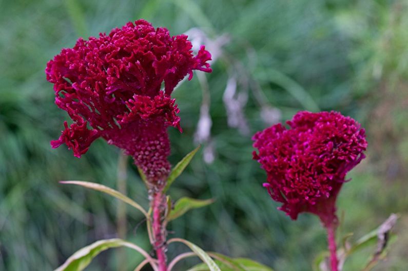 Celosia - fotografie
