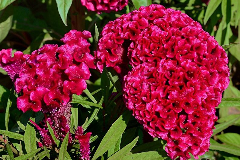 Celosia - Foto