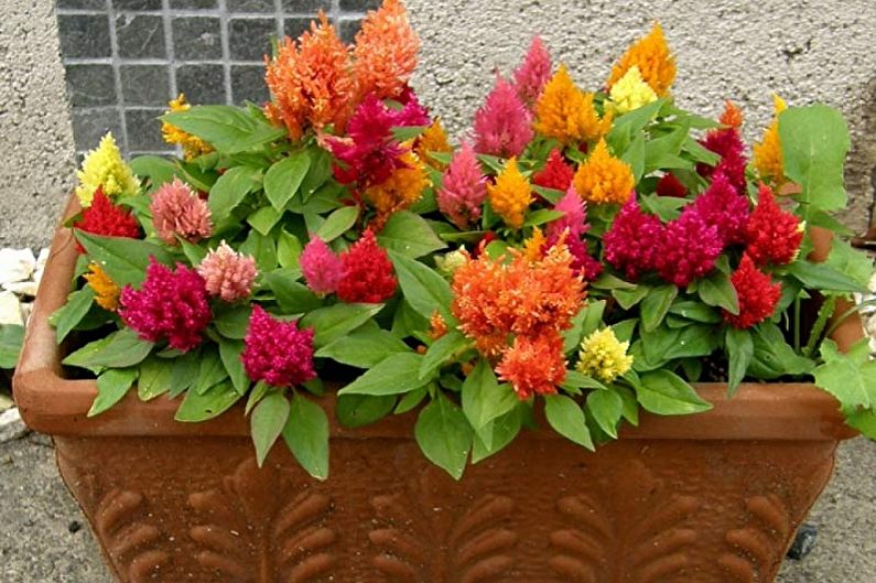 Celosia - Foto