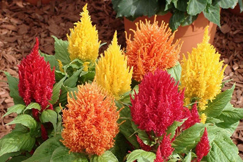Celosia - fotografie