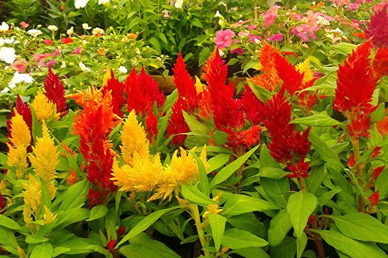 Celosia - fotografie