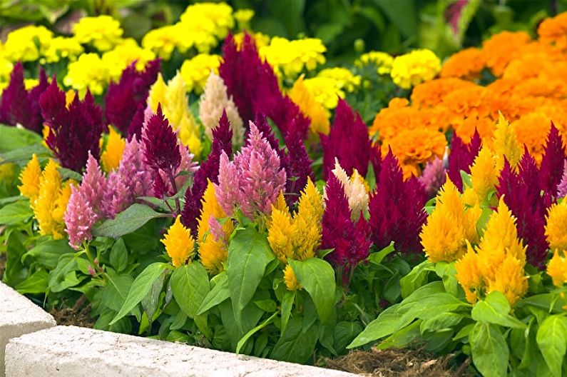 Celosia (75 fotografií): typy a péče