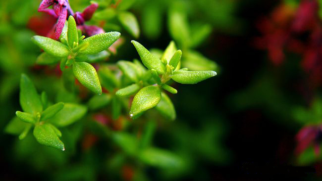 Některé odrůdy tymiánu mají krásné nejen květy, ale i listy.