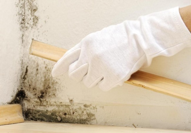 Jak odstranit plíseň na stěnách v bytě. Plíseň se nejčastěji objevuje v rozích, za sokly a kolem oken. Materiál obkladu stěn na to prakticky nemá vliv.