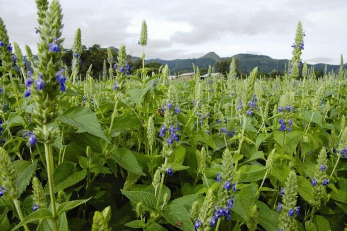 kup nasiona chia Salvia Hispanica efekty roślin chia