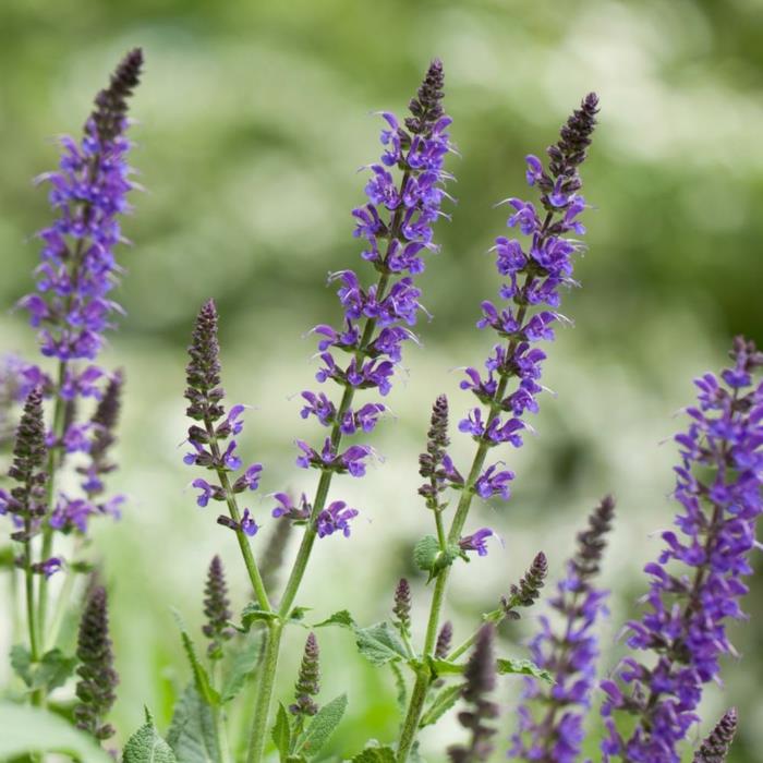 kup nasiona chia roślina chia Salvia hispanica