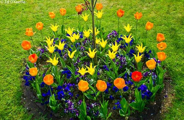 conception de jardin cool créer des parterres de fleurs cercle de tulipes de jardin