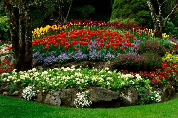 conception de jardin cool créer des parterres de fleurs tulipes de jardin