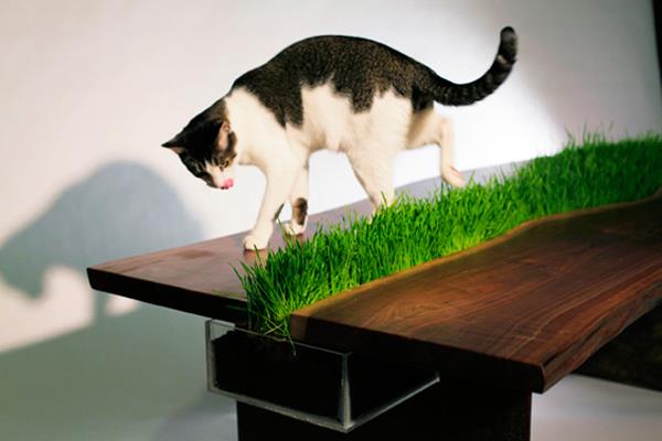 plante fraîche conteneur table agropyre chat friendly