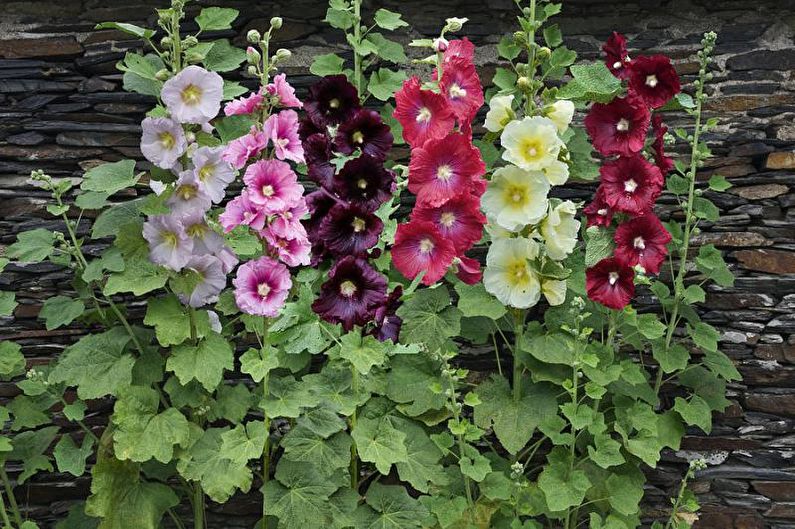 Цветя за лятна резиденция - Високи изправени растения