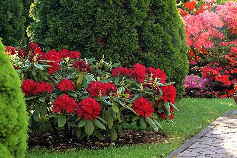 Цветя за лятна резиденция - Многогодишни храсти