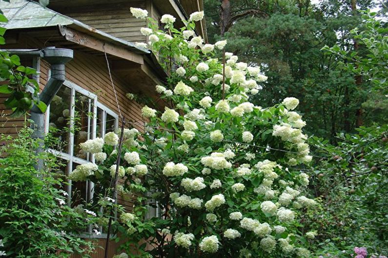 Цветя за лятна резиденция - лози от вятър