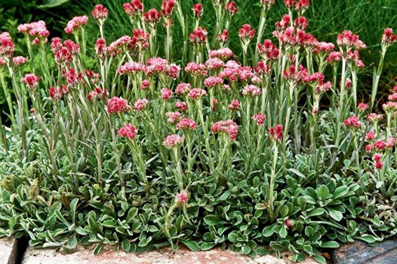 Květiny pro letní sídlo - kobercové rostliny