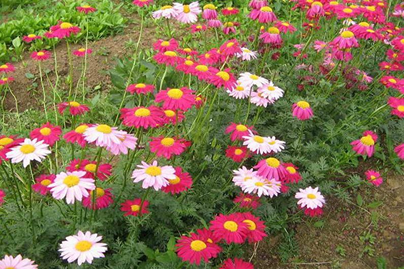 Květiny pro letní sídlo - kobercové rostliny