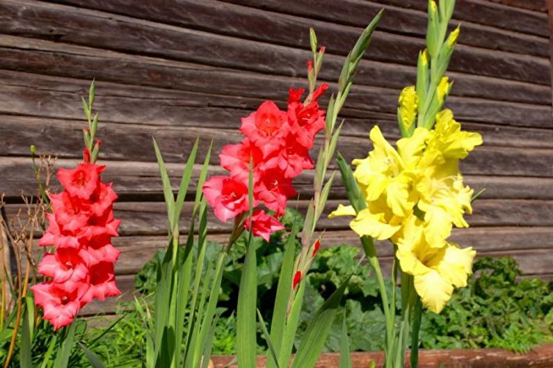 Květiny pro letní sídlo - vysoké vztyčené rostliny