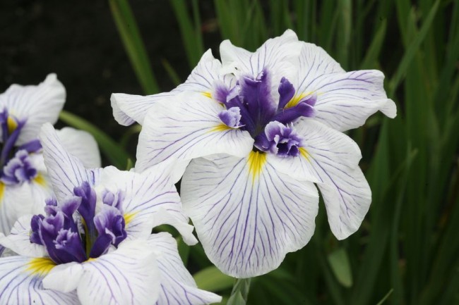 Bílo-fialové květy kosatců
