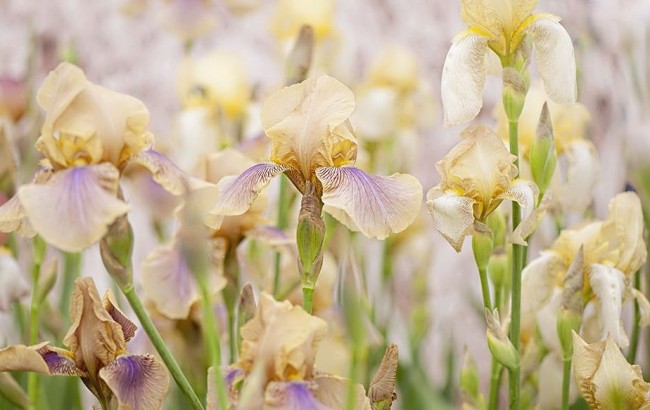Irisové květy jemné béžovo-fialové barvy