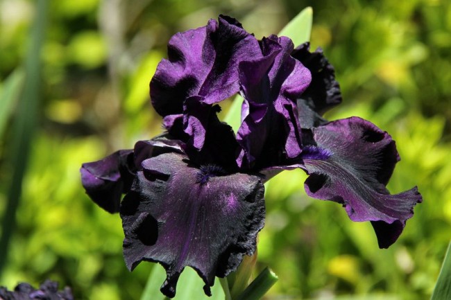 Iris s tmavě fialovými lístky