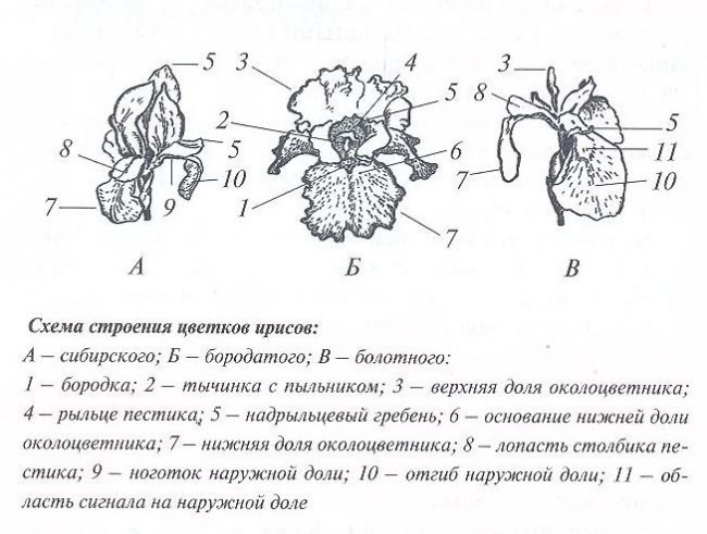Iris květiny - diagram struktury